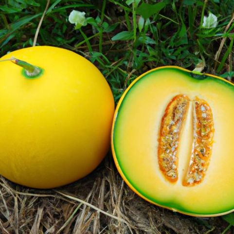 ผลไม้อร่อย ผลไม้สดที่ขายดีที่สุดจาก unfarm เวียดนาม คุณภาพสูง Muskmelon Cataloupe Melons