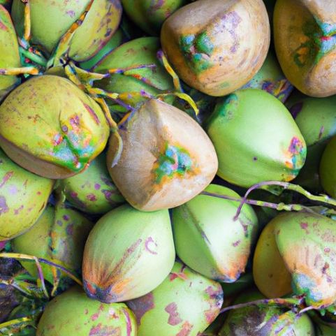 椰子有机天然新鲜方便半壳椰子出售越南椰子散装出口价格合理年轻