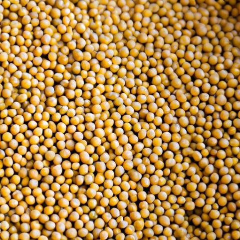 – Soja para as melhores sementes – taxas de mercado Feijão à Venda Soja Amarela