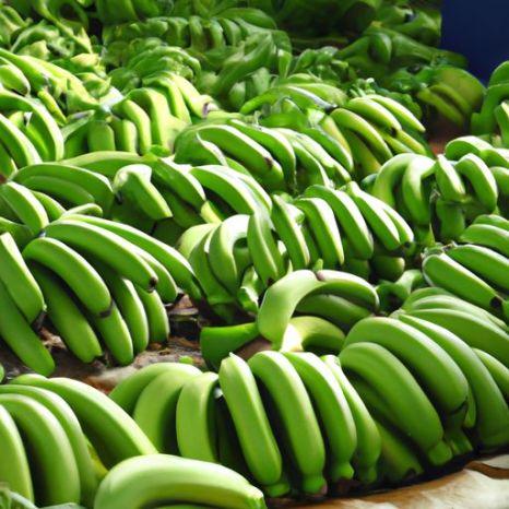 Proveedores de banano Holanda y Emiratos Árabes Unidos prueban el plátano Cavendish fresco Dubái Plátanos frescos baratos Plátanos frescos Delmonte Cavendish verde
