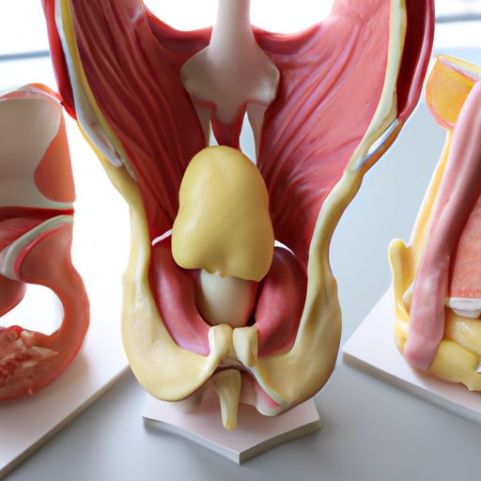 Partes pélvicas (4 partes) Modelo outros materiais de laboratório Simulação de ensino Ensino de ciências médicas Anatomia humana feminina