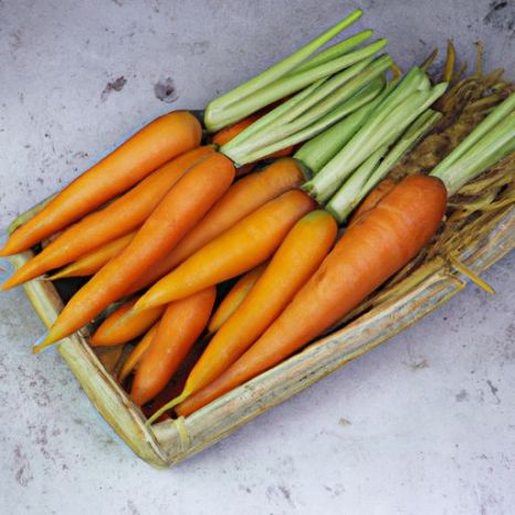 Carota di colore arancione dal Vietnam Miglior imballaggio di prima qualità selezionando il prezzo per importatore di verdure fresche Fresco di alta qualità