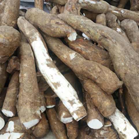 - best price Fresh cassava/Fresh Cassava at best price root - cassava
